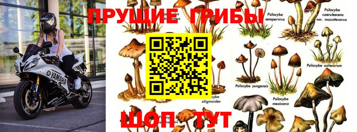 Галлюциногенные грибы Psilocybine cubensis  Вход с VPN  Кувандык  Галлюциногенные грибы MAGIC MUSHROOMS 